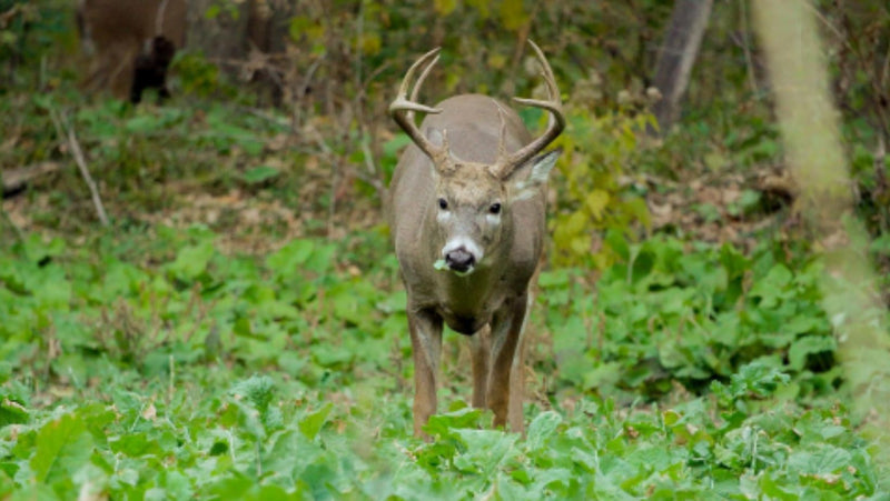 HOW TO MAKE A FOOD PLOT FOR DEER
