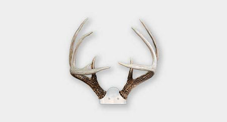 Shed Antler Mounts