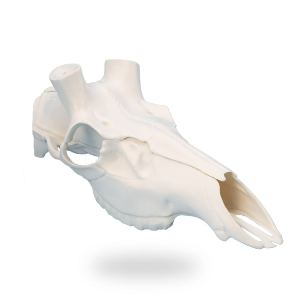 Skull Master European Mount Kit for Elk