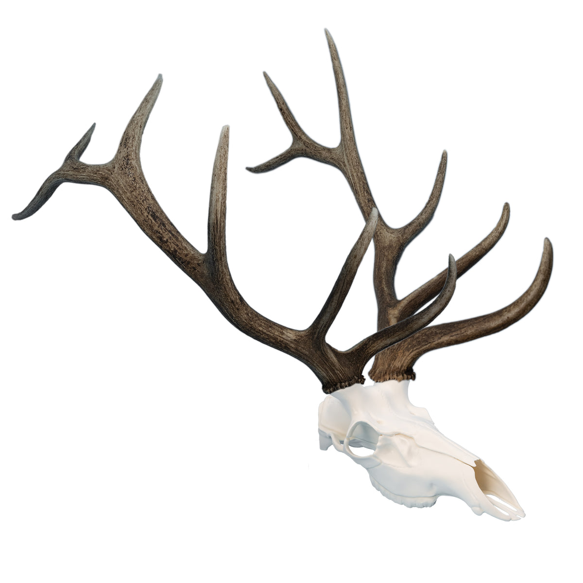 Record Keeper European Mount Kit for Elk