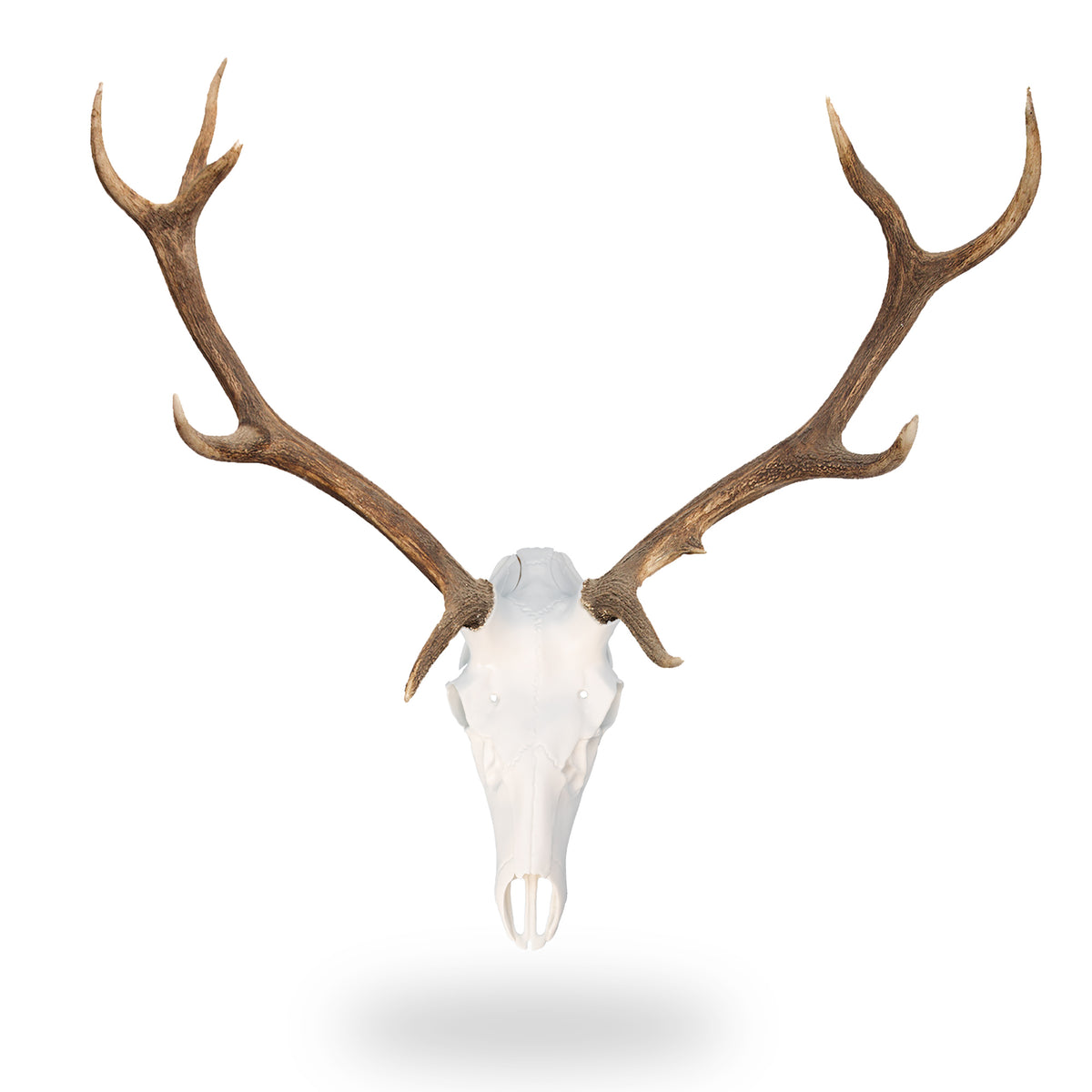 Record Keeper European Mount Kit for Elk