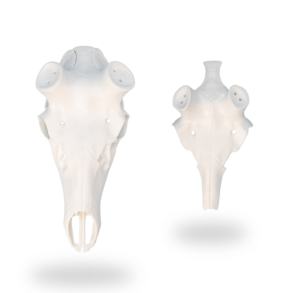 Skull Master European Mount Kit for Elk