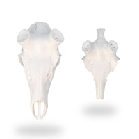 Skull Master European Mount Kit for Elk