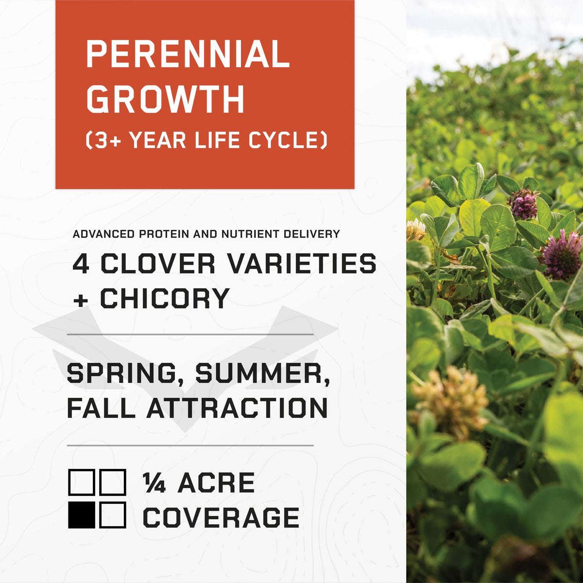 EASY GREENS SEED - Perennial Food Plot Seed for Deer