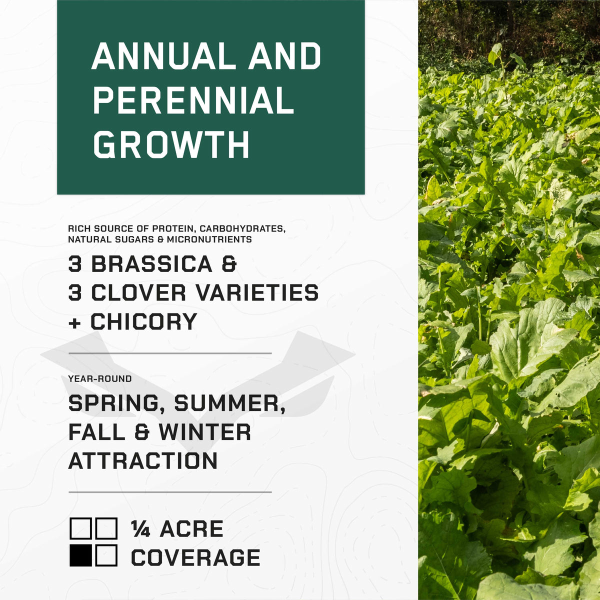 4 SEASONS - (Perennial + Annual) SEED Blend