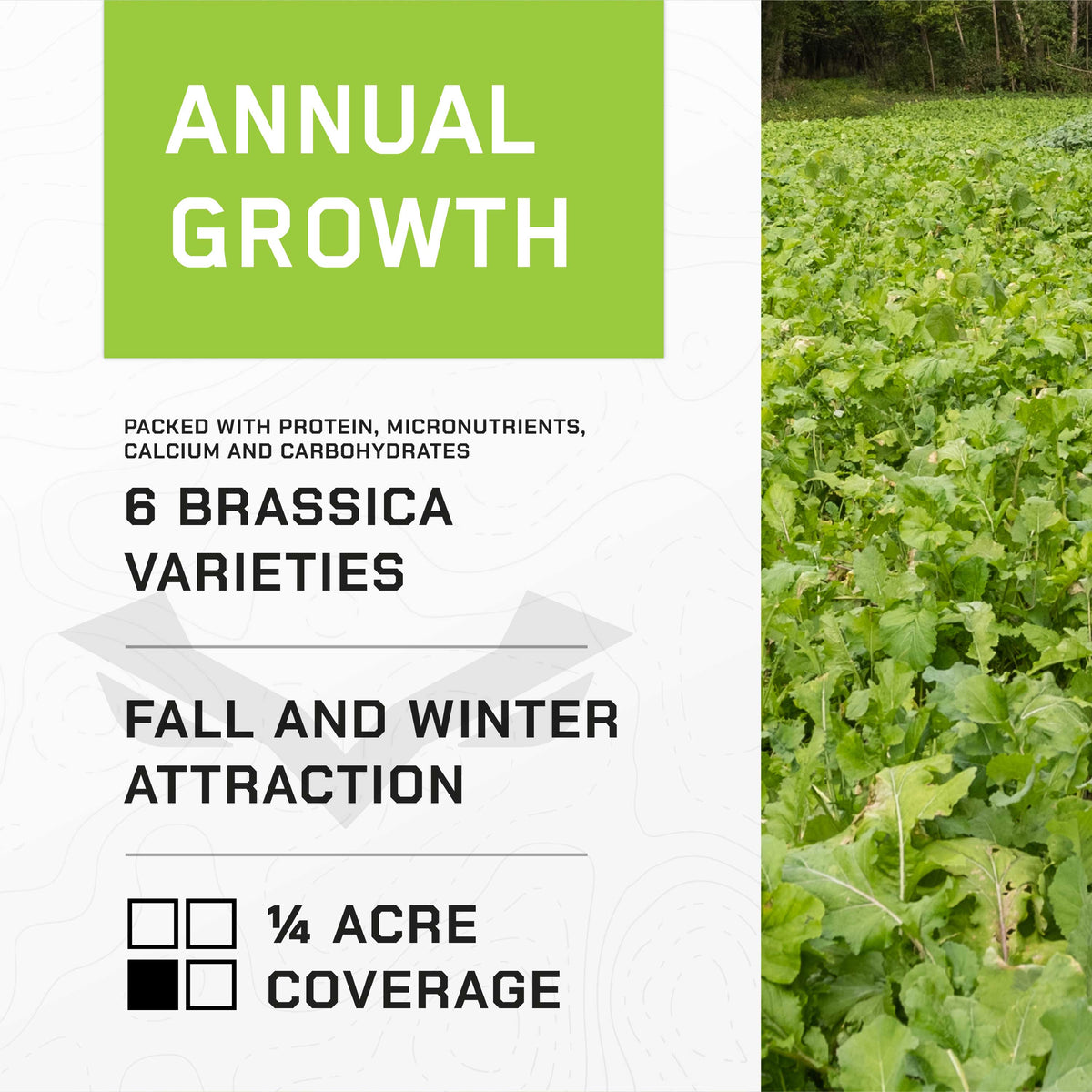 PRIME TIME SEED - Annual Brassica Food Plot Seed Blend