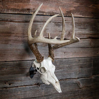 Skull Master - WHITE