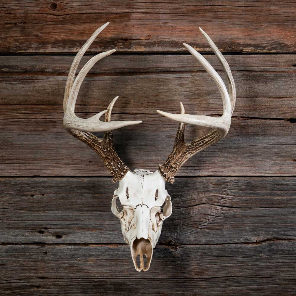 Skull Master - Natural Causes