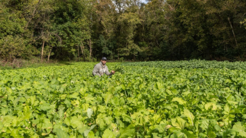 WHEN TO PLANT DEER FOOD PLOTS