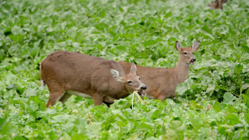 WHAT IS THE BEST FOOD PLOT FOR WHITETAIL DEER HUNTING?