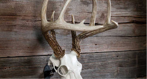 Antler Mount Plaques