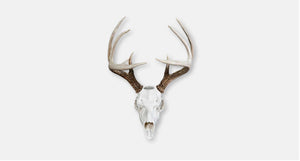 Antler Mounts