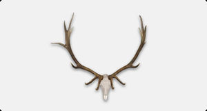 Elk Antler Mounts