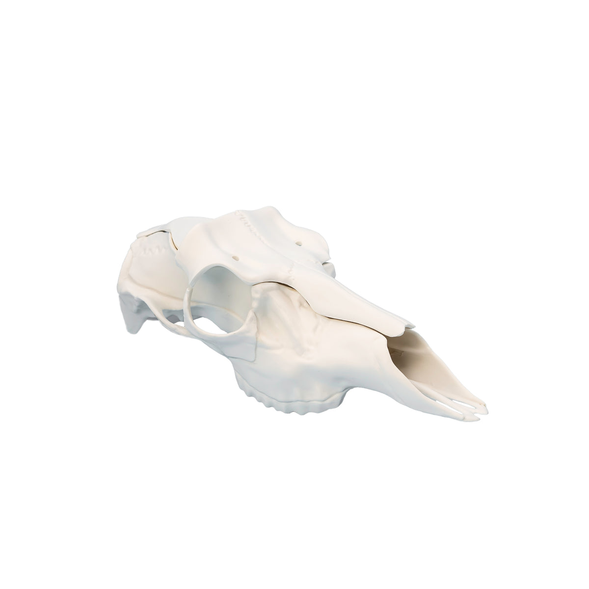 RECORD KEEPER - SKULL CAP EUROPEAN ANTLER MOUNT