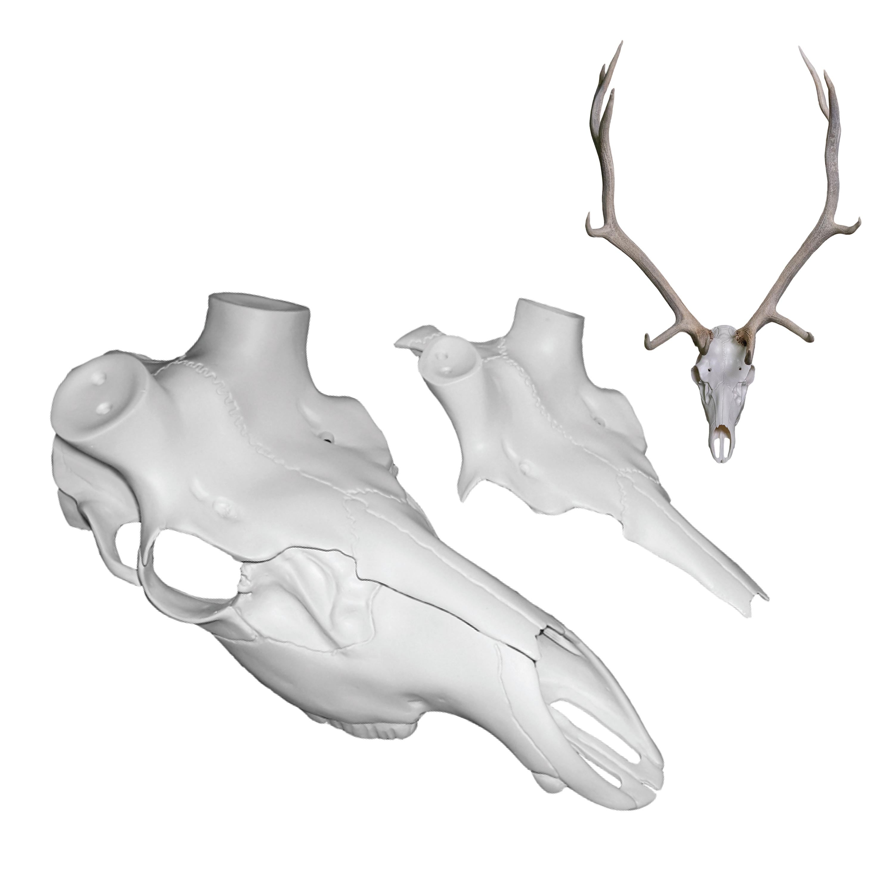 Skull Master European Mount Kit for Elk