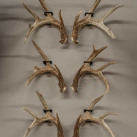 SHED Master - Deer Antler Hanger (2pk.) PRE-ORDER