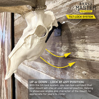 ELK POSITIONER - EUROPEAN SKULL WALL MOUNT (BLACK)