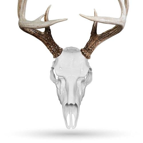 European Mount Kit Skull Master Universal Antler Mounting Illusion