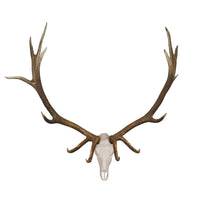 Skull Master European Mount Kit for Elk