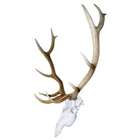 Skull Master European Mount Kit for Elk