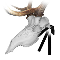 Skull Master European Mount Kit for Elk