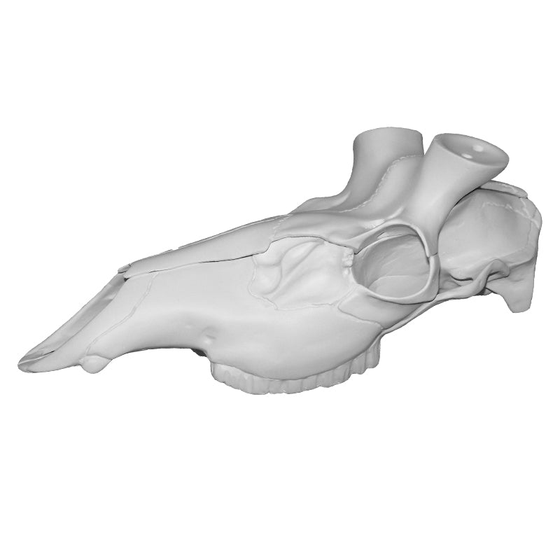 Skull Master European Mount Kit for Elk