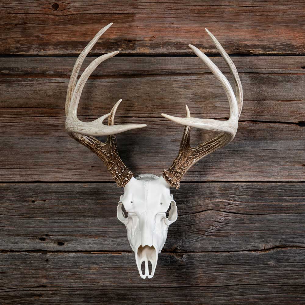 Deer on sale skull mount